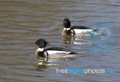 Two Red-breasted Mergansers Are Swimming Stock Photo