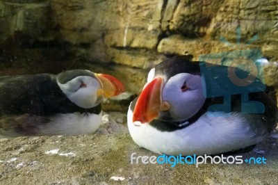 Two Relaxed Puffins Stock Photo