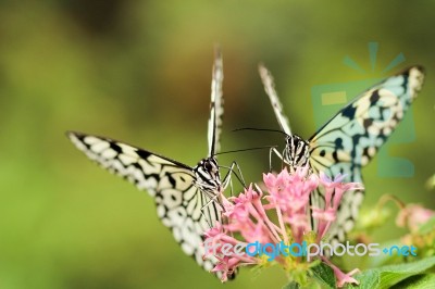 Two Reunited Butterflies On A Flower Stock Photo