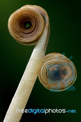 Two Rolled Up Stock Photo