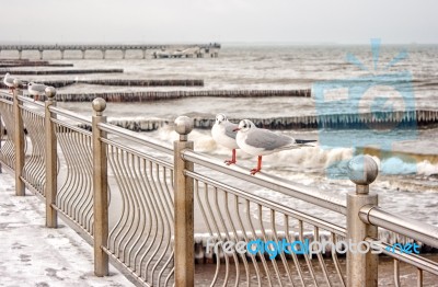 Two Seagulls Sitting On A Fence Stock Photo