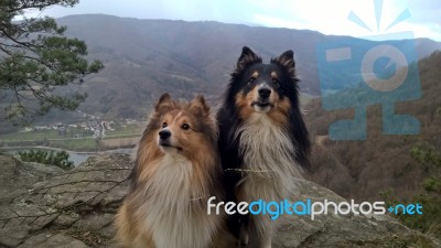 Two Shelties Near Burgruine Aggstein In Austria Stock Photo