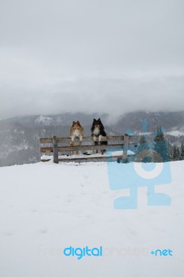 Two Shelties On The Top Of The Hill Stock Photo