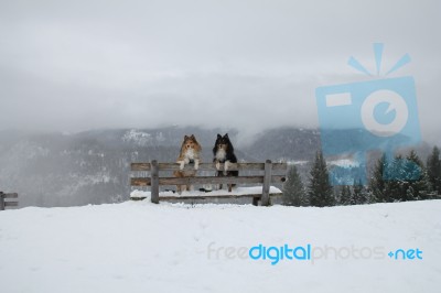 Two Shelties On The Top Of The Hill Stock Photo