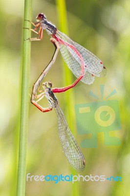 Two Small Red Damselfly (ceriagrion Tenellum) Mating Stock Photo