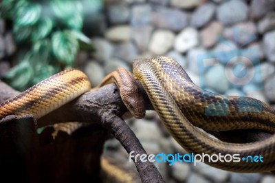 Two Snakes In City Zoo Stock Photo