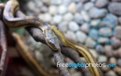 Two Snakes On The Branch Stock Photo