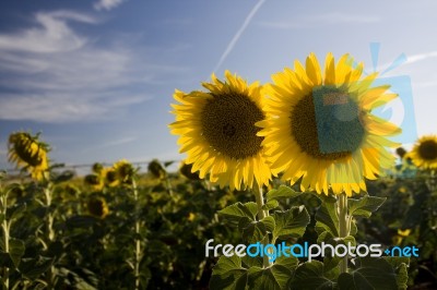 Two Sunflowers Stock Photo