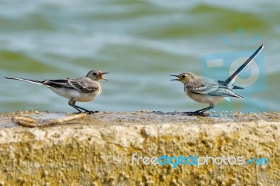 Two Swallows Are Negotiating Stock Photo