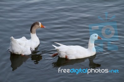 Two White Ducks Swimming On A Pond Stock Photo