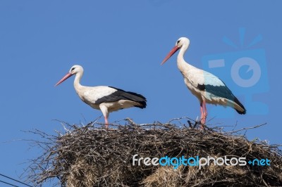 Two White Storks On The Nest Stock Photo