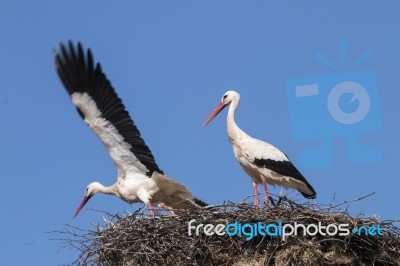 Two White Storks On The Nest Stock Photo