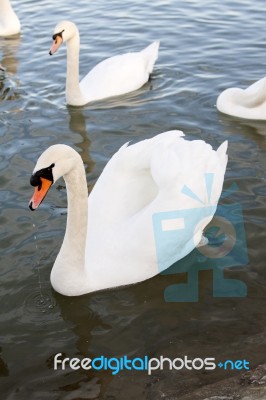 Two White Swan Birds On The River Stock Photo