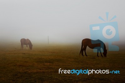 Two Wild Brown Horses Grazing Pastures With Foggy Weather Stock Photo