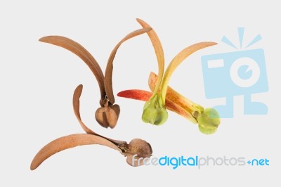 Two-winged Fruits Of Dipterocarpus Stock Photo