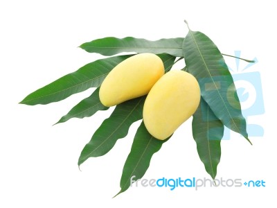 Two Yellow Mango And Pile Leaf Isolated On White Background Stock Photo