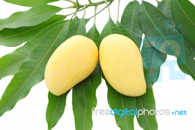 Two Yellow Mango Leaf On White Background Stock Photo