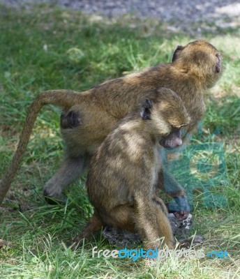 Two Young Baboons Together Stock Photo