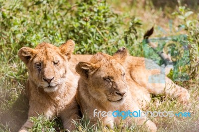 Two Young Lions  In Serengeti Stock Photo