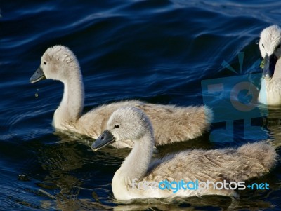 Two Young Mute Swans Are Swimming In The Lake Stock Photo