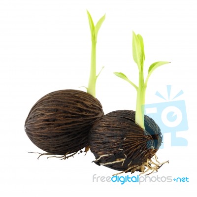 Two Young Othalanga Sprout Seeds Stock Photo