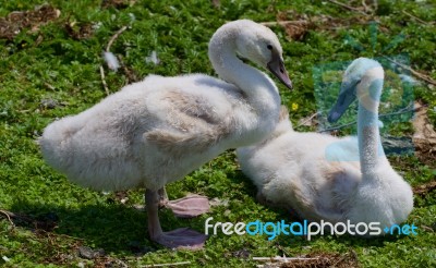 Two Young Swans Together On The Grass Stock Photo