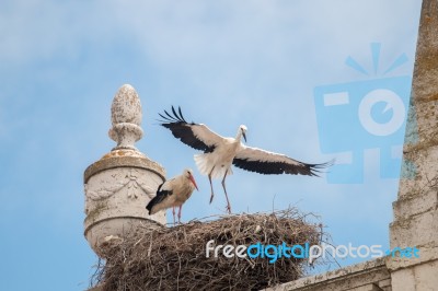 Two Young White Storks Getting Ready To Flight Stock Photo