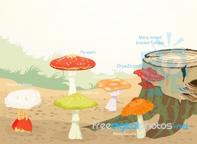 Types Of Mushrooms Stock Image