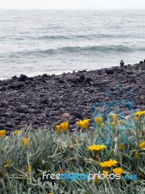 Typical Stone Beach In Madeira Stock Photo