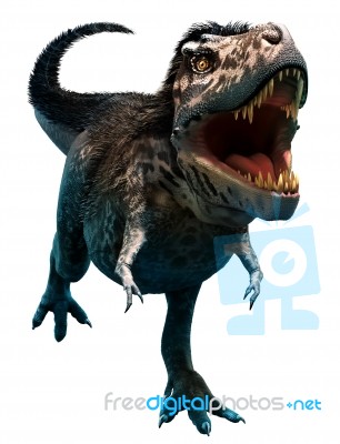 Tyrannosaurus Rex Stock Image