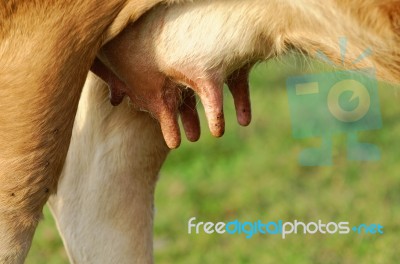 Udder Stock Photo