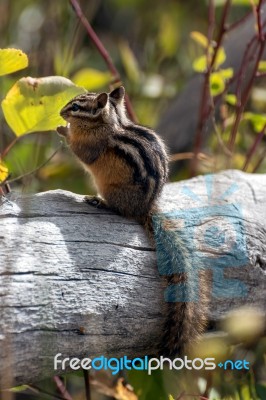 Uinta Chipmunk (neotamias Umbrinus Fremonti) Stock Photo