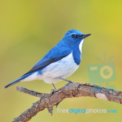 Ultramarine Flycatcher Bird Stock Photo