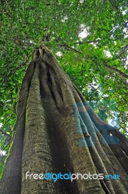 Under The Tree Stock Photo