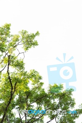 Under The Tree With Branch Stock Photo