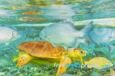 Underwater World In The Reef Near Caye Caulker In Belize Stock Photo