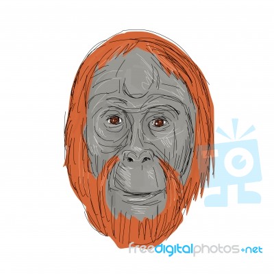 Unflanged Male Orangutan Drawing Stock Image