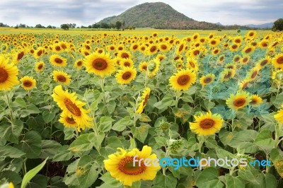 Unflowers Stock Photo