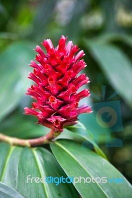 Unidentified Shrub Or Tree In Singapore Stock Photo