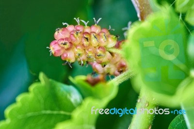 Unripe Berry In Late May Stock Photo