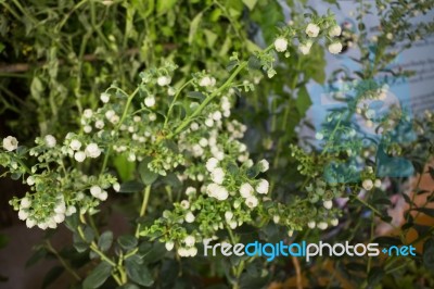 Unripe Blueberries Growing Plant Display In Food Festival Stock Photo