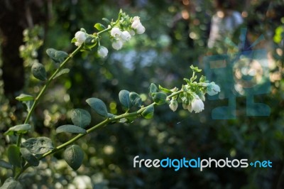 Unripe Blueberries Growing Plant In The Garden Stock Photo