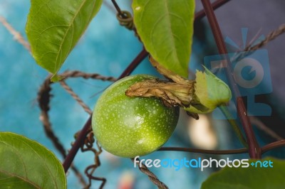 Unripe Passon Fuit Stock Photo