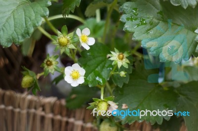 Unripe Strawberries Growing On The Farm Stock Photo