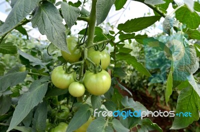 Unripe Tomatoes Stock Photo