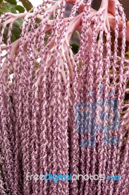 Unusual Flowering Tree In Madeira Portugal Stock Photo