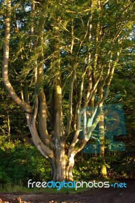 Unusual Shaped Tree Stock Photo