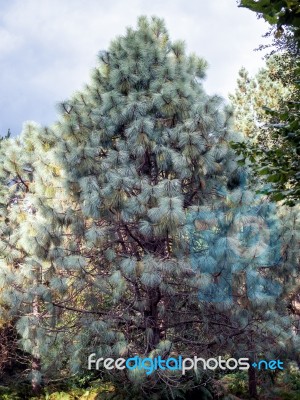 Unusual Unidentified Pine Tree Growing At Wakehurst Place Stock Photo