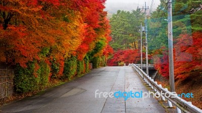 Uphill Street With Colorful Autumn Leaves Stock Photo