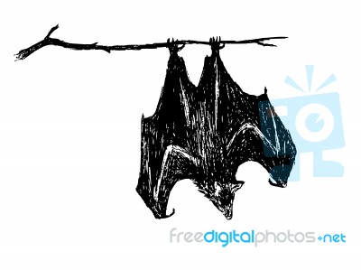 Upside Down Bat Stock Image